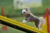 Mød de 4 dyreste hunde i verden
