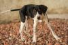 Зустрічайте 5 порід бразильських собак; Перевірте місцеві породи!