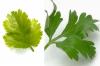 Descubre tips para diferenciar fácilmente el perejil del cilantro