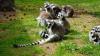 Virus v blatu lemurja je lahko ODREŠITEV za tiste z razjedami na stopalih; razumeti