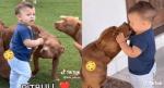 En divertido video, pitbulls 'atacan' a un bebé y las imágenes se vuelven virales; verificar