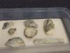 Το κρανίο της Λούζια βρέθηκε στα ερείπια του Εθνικού Μουσείου