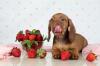 OPOZORILO ZA LJUBLJENČKE! Veterinarji pojasnjujejo, ali je psom dovoljeno dajati jagode ali ne; poglej