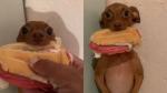 Dog becomes a sensation on the internet by "stealing" bread from the owner; look