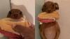 Hund blir en sensation på internet genom att "stjäla" bröd från ägaren; se