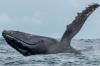 Οι επιστήμονες ανακαλύπτουν κολοσσιαίο απολίθωμα φάλαινας που έζησε πριν από 40 εκατομμύρια χρόνια