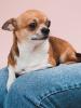 What is the smallest dog breed in the world? Find out now!
