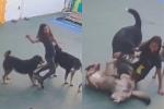 Empleada de guardería para mascotas sufre 'ataque' de perros y divertida escena se vuelve viral; verificar