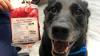Hond lacht voor foto na het doneren van bloed en is succesvol op internet