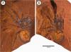 Scientists find 11 million year old fossil of GIANT spider; know more!