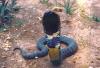 Forskare upptäckte nya ormarter i Afrika som kan vara "utdöda"; förstå