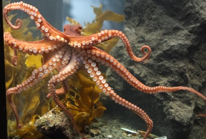 Octopus har tre hjerter