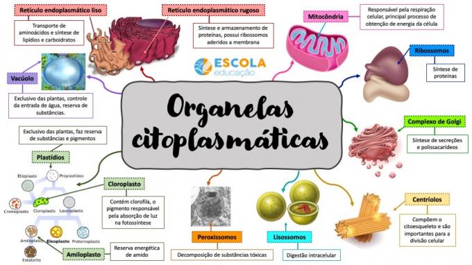 Gondolattérkép - Citoplazmatikus organellumok