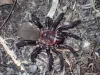 Arachnophobia advarsel! Ny 'gigantisk' edderkoppeart opdaget