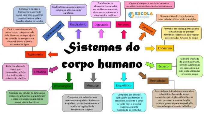 Mapa mental sobre los sistemas del cuerpo humano