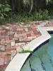 ¿Lluvia de iguanas? Entiende el curioso fenómeno que ocurrió en Florida