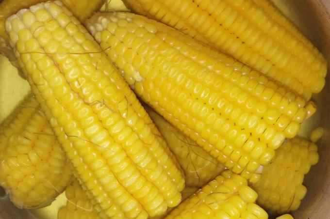 Kukuřice