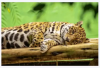 Interpretasi teks: Karakteristik jaguar