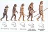 Geschichtsaktivität: Die Evolution des Menschen