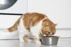 Darles demasiada comida a los gatos puede perjudicarles, según un estudio