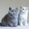 Meet the exotic and beautiful breed of cats called the Shorthair