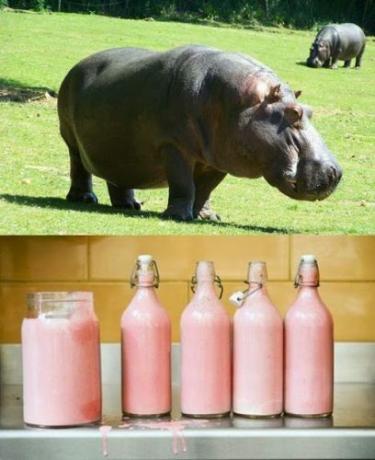 Mleko hipopotama jest różowe jak jogurt truskawkowy