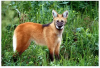 Interpretation of text: Characteristics of the maned wolf