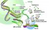 Baltymų sintezė: baltymų sintezės procesas ir dalijimasis