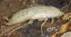 白いゴキブリまたはアルビノゴキブリ–教育と変革