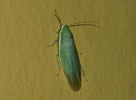 Žalios tarakono išvaizda