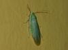 녹색 바퀴벌레: 녹색 바나나 바퀴벌레나 쿠바 바퀴벌레를 본 적이 있습니까?