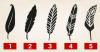 Do you know what kind of person you are? What feather represents you the most?