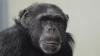 Meet Washoe, the first chimpanzee to learn human sign language