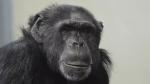 Conoce a Washoe, el primer chimpancé que aprendió el lenguaje de señas humano