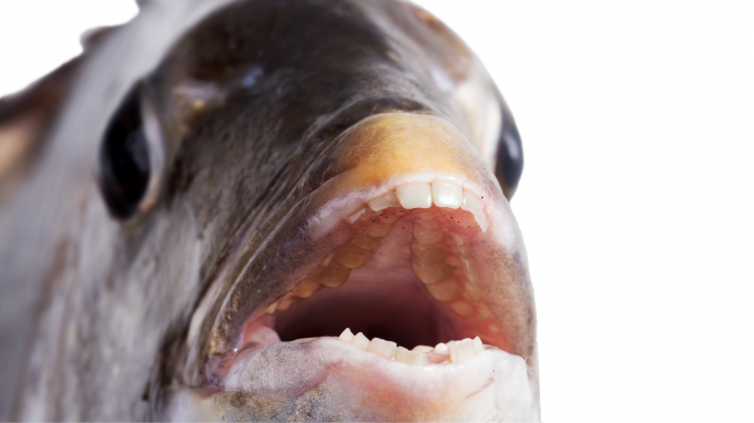 अजीब मुस्कान वाली मछली
