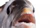 Fish with a weird smile scares everyone and the video goes viral; check out