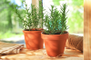 Помістіть ЦЮ рослину у свій дім і попрощайтеся з тарганами природним і ароматним способом