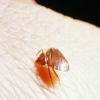 After causing PANIC in Paris, bedbugs 'invade' Lisbon and London; know more