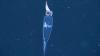 ‘Glass squid’: transparent marine species surprises scientists in Alaska